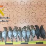 Investigan a un vecino de Torreperogil por cazar pájaros con artes prohibidas